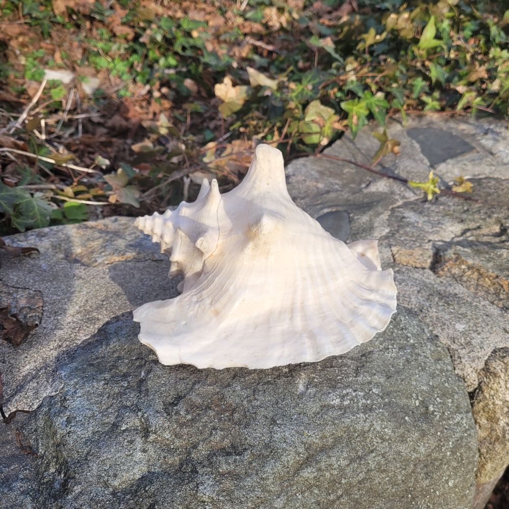 Large White Seashell Decorative Conch
